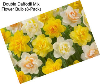 Double Daffodil Mix Flower Bulb (8-Pack)