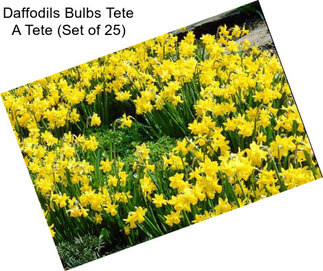 Daffodils Bulbs Tete A Tete (Set of 25)