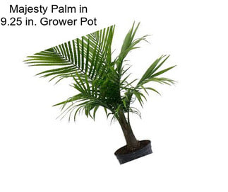 Majesty Palm in 9.25 in. Grower Pot