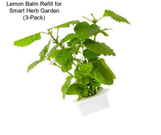 Lemon Balm Refill for Smart Herb Garden (3-Pack)
