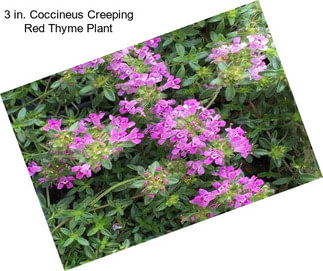 3 in. Coccineus Creeping Red Thyme Plant