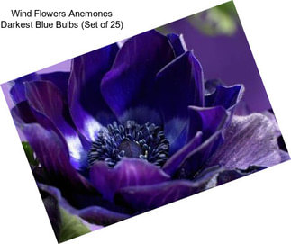 Wind Flowers Anemones Darkest Blue Bulbs (Set of 25)