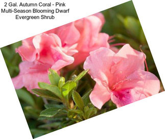 2 Gal. Autumn Coral - Pink Multi-Season Blooming Dwarf Evergreen Shrub