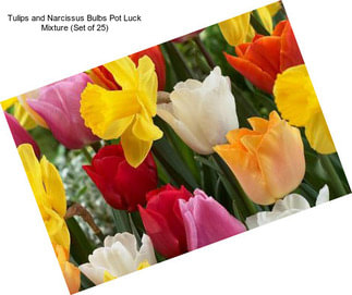 Tulips and Narcissus Bulbs Pot Luck Mixture (Set of 25)