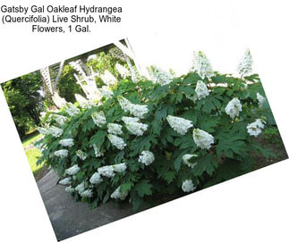 Gatsby Gal Oakleaf Hydrangea (Quercifolia) Live Shrub, White Flowers, 1 Gal.