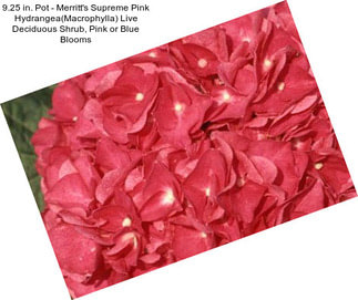 9.25 in. Pot - Merritt\'s Supreme Pink Hydrangea(Macrophylla) Live Deciduous Shrub, Pink or Blue Blooms