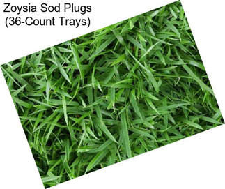 Zoysia Sod Plugs (36-Count Trays)