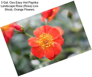 3 Gal. Oso Easy Hot Paprika Landscape Rose (Rosa) Live Shrub, Orange Flowers