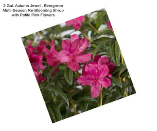 2 Gal. Autumn Jewel - Evergreen Multi-Season Re-Blooming Shrub with Petite Pink Flowers