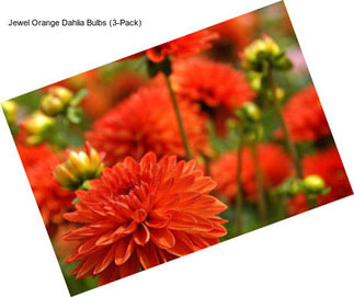 Jewel Orange Dahlia Bulbs (3-Pack)