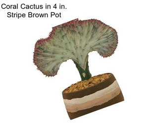 Coral Cactus in 4 in. Stripe Brown Pot