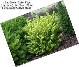 1 Gal. Golden Ticket Privet (Ligustrum) Live Shrub, White Flowers and Yellow Foliage