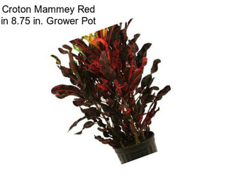 Croton Mammey Red in 8.75 in. Grower Pot