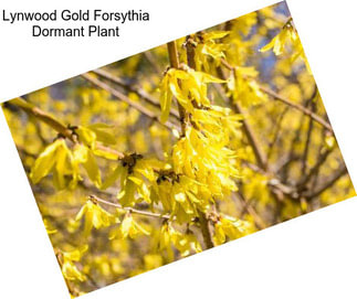 Lynwood Gold Forsythia Dormant Plant