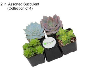 2 in. Assorted Succulent (Collection of 4)