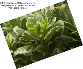 2.5 Qt. Variegated Pittosporum, Live Evergreen Shrub, Green and White Variegated Foliage