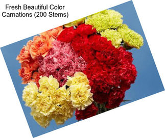 Fresh Beautiful Color Carnations (200 Stems)