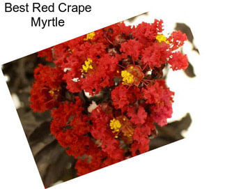 Best Red Crape Myrtle