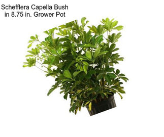 Schefflera Capella Bush in 8.75 in. Grower Pot