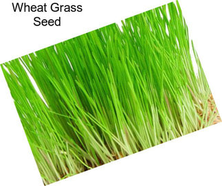 Wheat Grass Seed