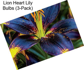 Lion Heart Lily Bulbs (3-Pack)