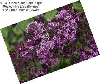 1 Gal. Bloomerang Dark Purple Reblooming Lilac (Syringa) Live Shrub, Purple Flowers