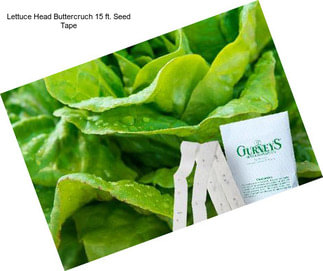 Lettuce Head Buttercruch 15 ft. Seed Tape