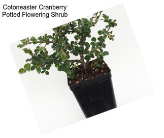 Cotoneaster Cranberry Potted Flowering Shrub