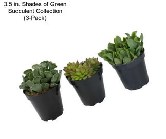 3.5 in. Shades of Green Succulent Collection (3-Pack)