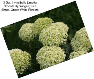 3 Gal. Invincibelle Limetta Smooth Hydrangea, Live Shrub, Green-White Flowers