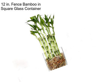 12 in. Fence Bamboo in Square Glass Container