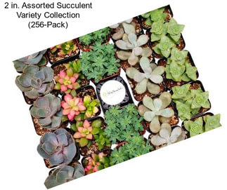 2 in. Assorted Succulent Variety Collection (256-Pack)