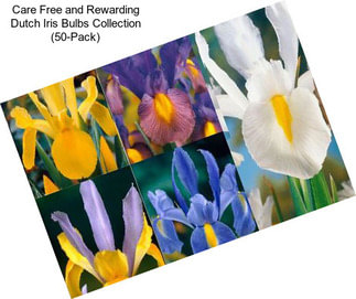 Care Free and Rewarding Dutch Iris Bulbs Collection (50-Pack)