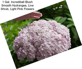 1 Gal. Incrediball Blush Smooth Hydrangea, Live Shrub, Light Pink Flowers