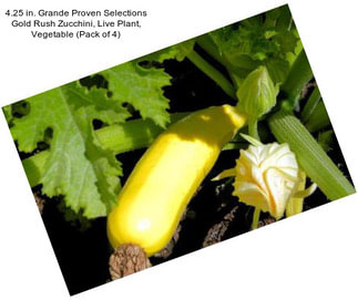 4.25 in. Grande Proven Selections Gold Rush Zucchini, Live Plant, Vegetable (Pack of 4)