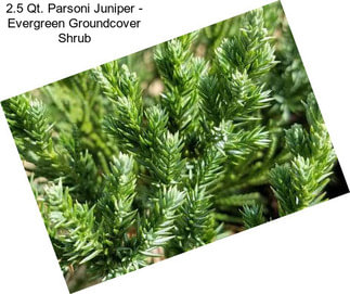 2.5 Qt. Parsoni Juniper - Evergreen Groundcover Shrub