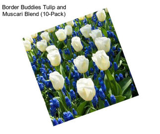 Border Buddies Tulip and Muscari Blend (10-Pack)