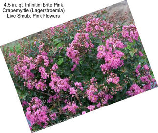 4.5 in. qt. Infinitini Brite Pink Crapemyrtle (Lagerstroemia) Live Shrub, Pink Flowers