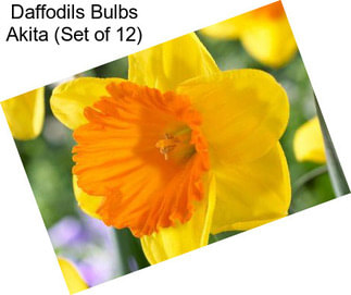 Daffodils Bulbs Akita (Set of 12)