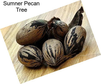 Sumner Pecan Tree