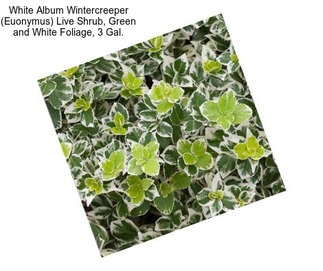 White Album Wintercreeper (Euonymus) Live Shrub, Green and White Foliage, 3 Gal.