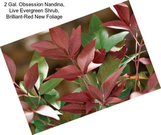 2 Gal. Obsession Nandina, Live Evergreen Shrub, Brilliant-Red New Foliage