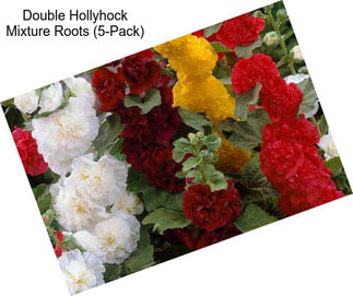 Double Hollyhock Mixture Roots (5-Pack)