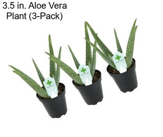 3.5 in. Aloe Vera Plant (3-Pack)