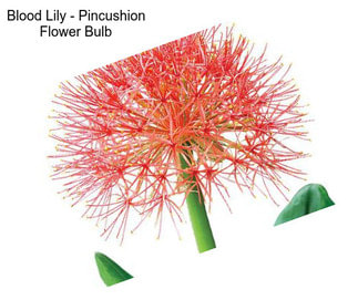 Blood Lily - Pincushion Flower Bulb