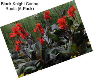 Black Knight Canna Roots (5-Pack)