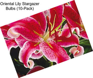Oriental Lily Stargazer Bulbs (10-Pack)