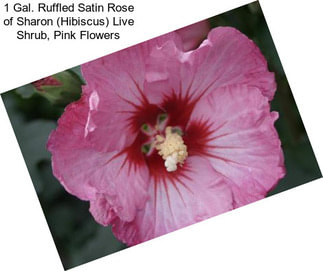 1 Gal. Ruffled Satin Rose of Sharon (Hibiscus) Live Shrub, Pink Flowers