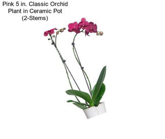 Pink 5 in. Classic Orchid Plant in Ceramic Pot (2-Stems)