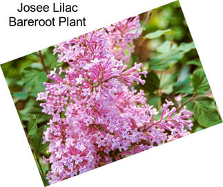 Josee Lilac Bareroot Plant